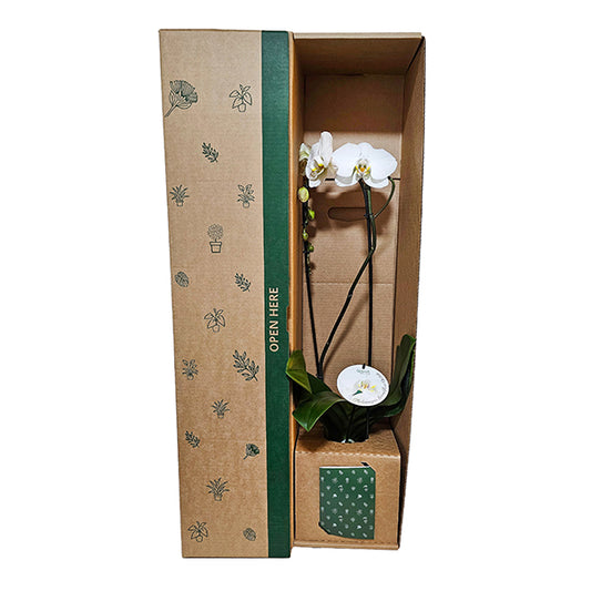 Grandiflora Orchid