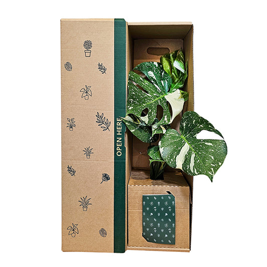 Monstera Thai Constellation