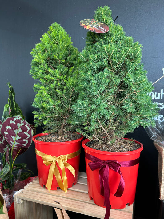 Potted Living Christmas Tree